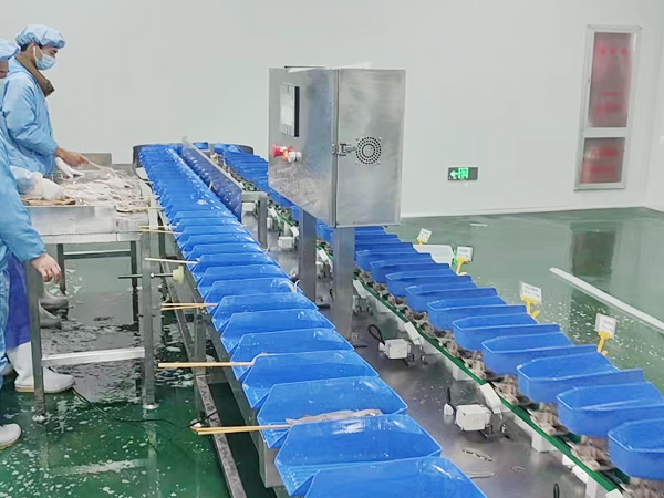 鱿鱼重量分选机现场